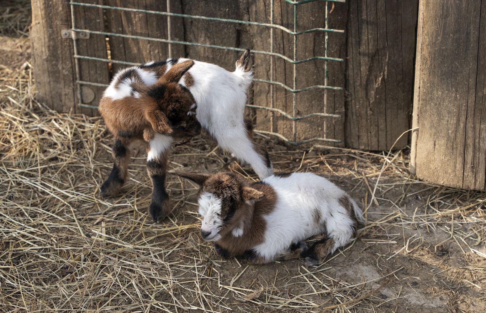 granja de animales masía el molinete